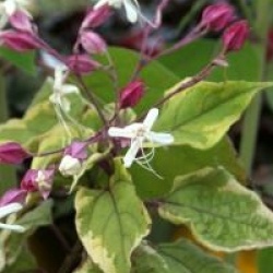 Clerodendrum trichotomum 'Carnival'