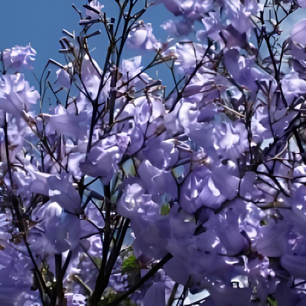 Jacaranda mimosifolia  - Flamboyant bleu