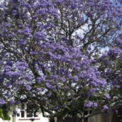 Jacaranda mimosifolia 