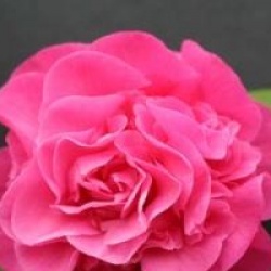 Camellia x williamsii 'Debbie' - Cam�lia Debbie