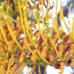 Grevillea robusta