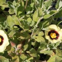 x Halimiocistus wintonensis 'Merrist Wood Cream'