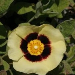 x Halimiocistus wintonensis 'Merrist Wood Cream'