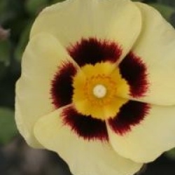 x Halimiocistus wintonensis 'Merrist Wood Cream'
