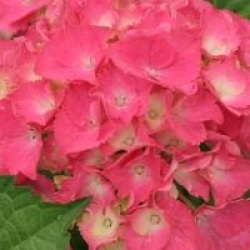 Hydrangea macrophylla 'Constellation'