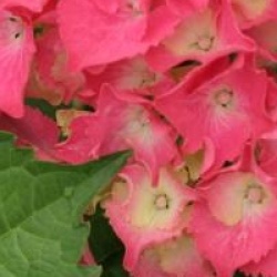 Hydrangea macrophylla 'Constellation'
