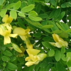 Caragana arborescens - Acacia jaune 
