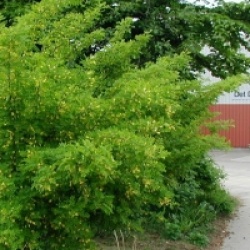 Caragana arborescens