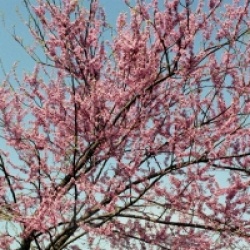 Cercis canadensis - Gainier du Canada