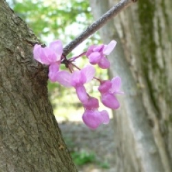 Cercis canadensis