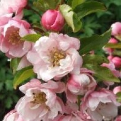 Malus 'Van Eseltine' - Pommier � fleurs Van Eseltine