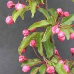 Malus 'Van Eseltine'
