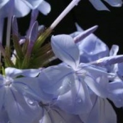 Plumbago auriculata - Dentelaire du Cap