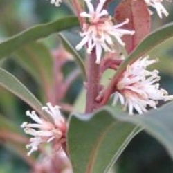 Sarcococca hookeriana var. digyna 'Purple Stem'