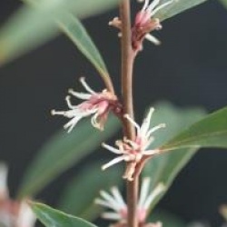 Sarcococca hookeriana var. digyna 'Purple Stem'