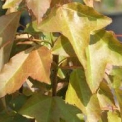 Acer buergerianum