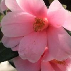 Camellia x williamsii 'Donation' - Cam�lia hybride Donation