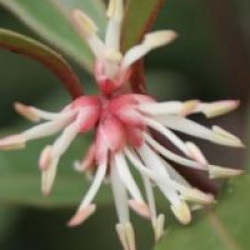 Sarcococca hookeriana var. digyna 'Purple Stem'