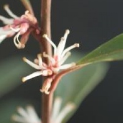 Sarcococca hookeriana var. digyna 'Purple Stem'