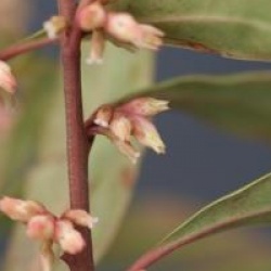 Sarcococca hookeriana var. digyna 'Purple Stem'