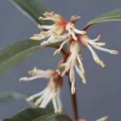 Sarcococca hookeriana var. digyna 'Purple Stem'