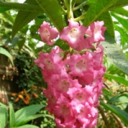 Buddleja colvilei