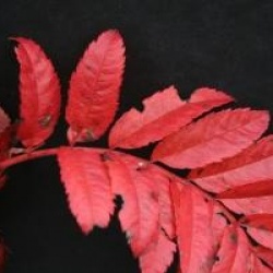 Sorbus 'Joseph Rock'