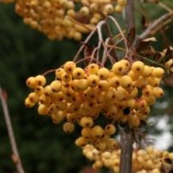 Sorbus 'Joseph Rock' - Sorbier � fruits jaunes 