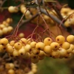 Sorbus 'Joseph Rock'