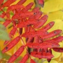 Sorbus 'Joseph Rock'