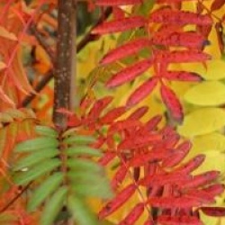Sorbus 'Joseph Rock'