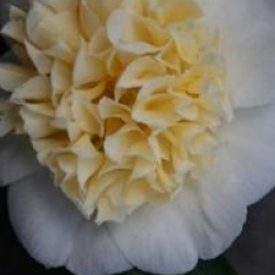 Camellia x williamsii 'Jury's Yellow'