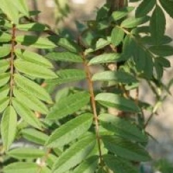 Sorbus 'Joseph Rock'