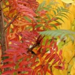 Sorbus 'Joseph Rock'