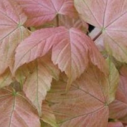 Acer pseudoplatanus 'Brilliantissimum'  - �rable Brilliantissimum