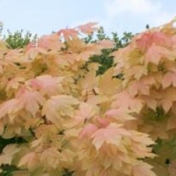 Acer pseudoplatanus 'Brilliantissimum' 