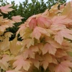Acer pseudoplatanus 'Brilliantissimum' 