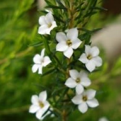 Diosma � fleur rose