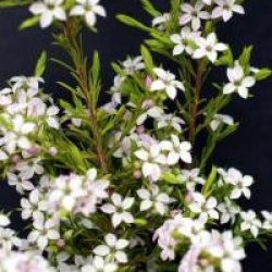 Diosma ericoides 'Sunset Gold' - Diosma dor�