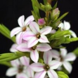 Diosma ericoides 'Sunset Gold'
