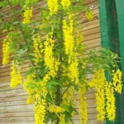 Cytise � grandes fleurs