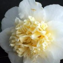 Camellia x williamsii 'Jury's Yellow'