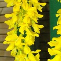 Laburnum x watereri 'Vossii'