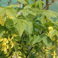 Laburnum x watereri 'Vossii'