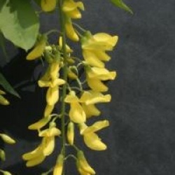 Laburnum x watereri 'Vossii'
