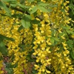 Laburnum x watereri 'Vossii'