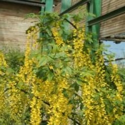 Laburnum x watereri 'Vossii'