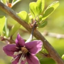 Lycium barbarum