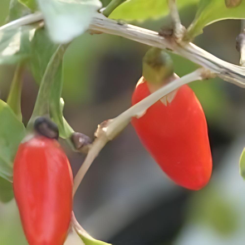 Lycium barbarum - Goji