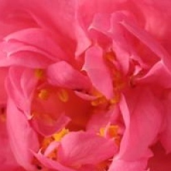 Camellia x williamsii 'Mary Phoebe Taylor'